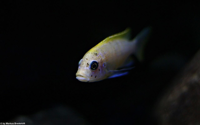 Maylandia pyrsonotos 'Mkondiwa Reef'